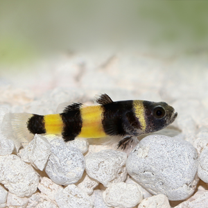 How many Bumblebee Gobies should be kept together?