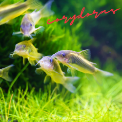 Corydoras