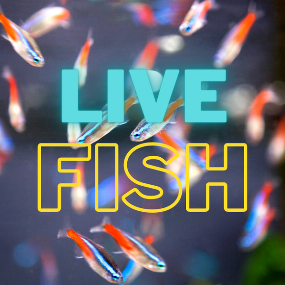 Live Fish