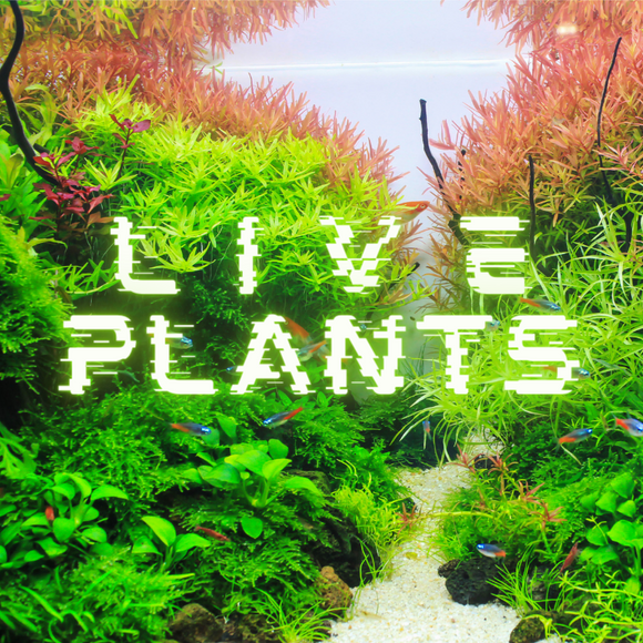 Live Plants