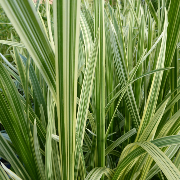 Glyceria Maxima Variegata Variegated Reed Sweet Grass