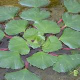 Trapa Natans Water Chestnut 