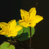 Nymphoides Peltata Fringed Water Lily