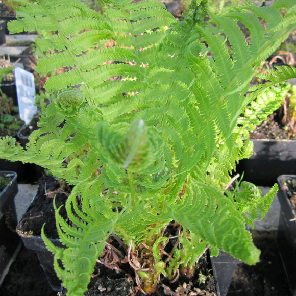 Matteuccia Struthiopteris Ostrich Shuttlecock Fern