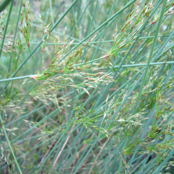 Juncus Inflexus Hard Rush