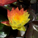 Nymphaea Wanvisa Water Lily