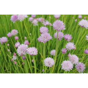 Allium schoenoprasum Live Plant 9cm