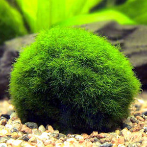 moss balls