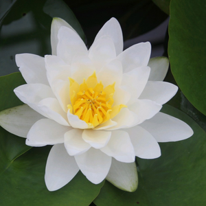 Nymphaea Virginalis Water Lily 