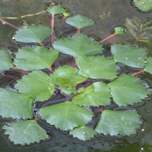 Trapa Natans Water Chestnut 