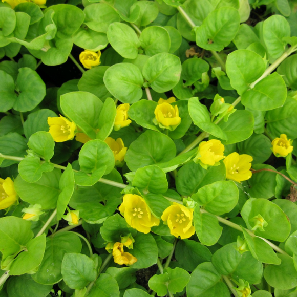 Lysimachia Nummularia Creeping Jenny