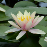 Nymphaea Paul Hariot Water Lily