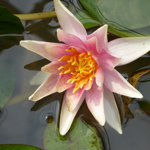 Nymphaea Sioux Water Lily