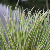 Acorus Gramineus Variegatus Variegated Slender Sweet Flag