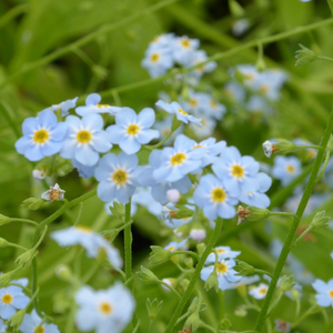 Myosotis Scorpioides Water Forget Me Not