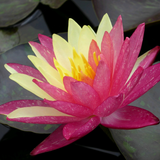 Nymphaea Wanvisa Water Lily