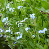 Myosotis Scorpioides Water Forget Me Not