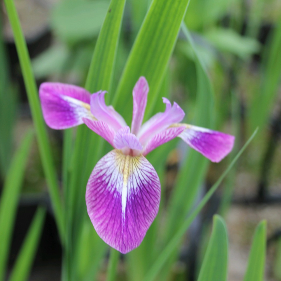 Iris Versicolor Kermesina Northern Blue Flag 