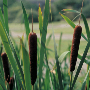 Typha Angustifolia Lesser Bulrush