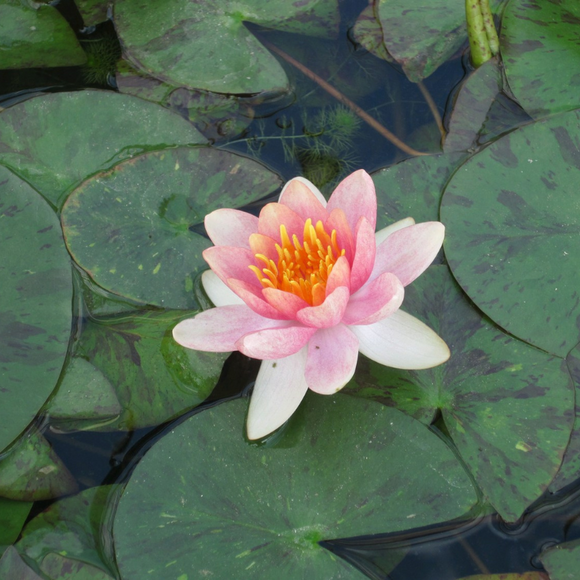 Nymphaea Aurora Water Lily