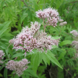 Eupatorium Cannabinum Hemp Agrimony 