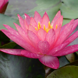 Nymphaea Wanvisa Water Lily