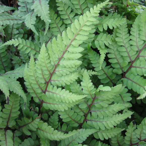 Athyrium Otoph Okanum Eared Lady Fern