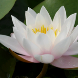 Nymphaea Marliacea Carnea Water