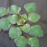 Trapa Natans Water Chestnut 