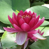 Nymphaea Perrys Baby Red Water Lily