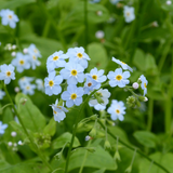 Myosotis Scorpioides Water Forget Me Not