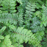 Polystichum Polyblepharum Japanese Tassel Fern