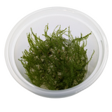 Aquadip Stringy Moss | Real Reptiles