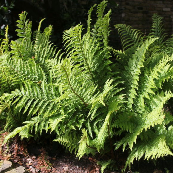 Dryopteris Filix Mas Male Fern