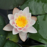 Nymphaea Marliacea Carnea Water