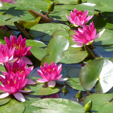 Nymphaea Xiafei Water Lily 