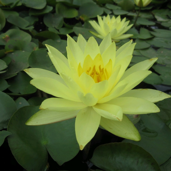 Nymphaea Joey Tomocik Water Lily | Real Reptiles