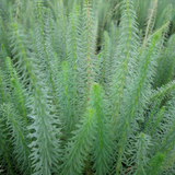 Hippuris Vulgaris Mares Tail