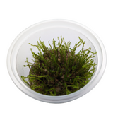 Aquadip Taxiphyllum Sp. "Creeping Moss"