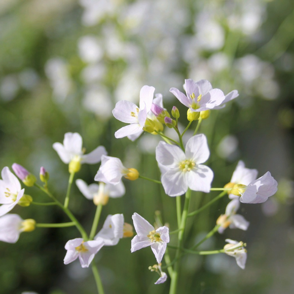 Cardamine Pratensis Cuckoo Flower