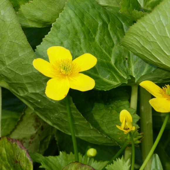 Caltha Palustris Polypetala Giant Marsh Marigold