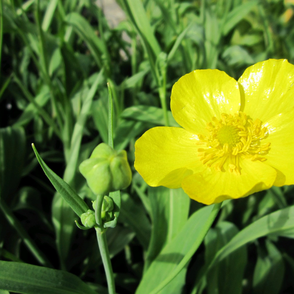 Ranunculus Lingua Grandiflorus Greater Spearwort