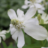 Anemopsis Californicum Apache Beads