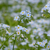 Myosotis Scorpioides Water Forget Me Not