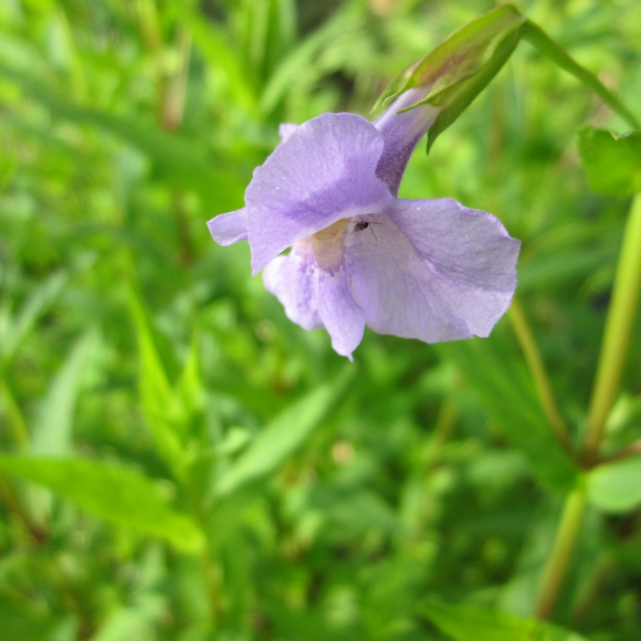 Mimulus Ringens Lavender Musk 