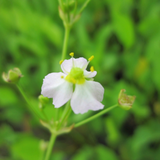 Alisma Plantago Aquaticum European Water Plantain 