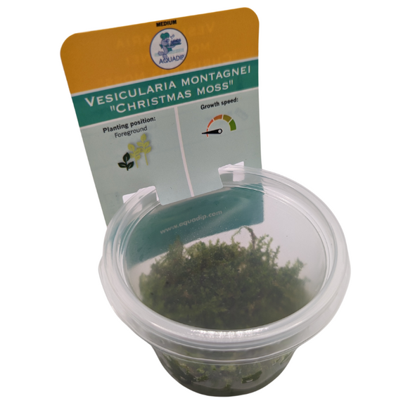 Aquadip Christmas Moss Vesicularia Montagnei In-Vitro Cup