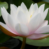 Nymphaea Marliacea Carnea Water