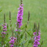 Lythrum Salicaria Purple Loosestrife