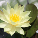 Nymphaea Odorata Sulphurea Water Lily